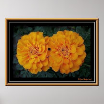 "Twins" Marigold Poster