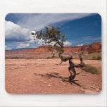 Twisted Pinyon Pine Tree Mouse Pad