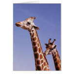 Two Affectionate Giraffes Greeting Cards