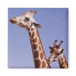 Two Affectionate Giraffes Magnet