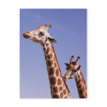 Two Affectionate Giraffes Post Cards