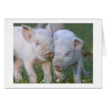 Two Affectionate White  Piglets Cards