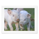 Two Affectionate White Piglets Photo