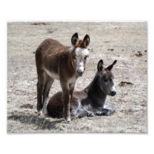 Two Baby Donkeys 8x10 Art Photo