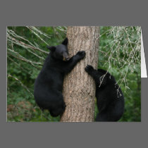 two bears in a tree cards