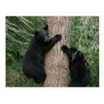 two bears in a tree postcards