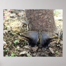 Two Big Moths Poster