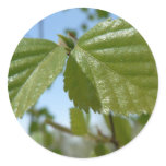 Two Birch Leav Round Sticker