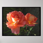 Two Blooms Posters posters