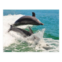 Two Bottlenose Dolphins Jumping Together Postcard postcards