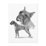 Two Boxer Dogs Post Cards