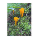 Two Bright Orange Yellow Wild Mushrooms On Moss Co Postcard