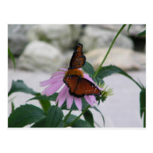 Two Butterflies Postcard