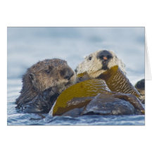 Two California Sea Otters Greeting Cards