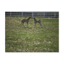 Two colts in field post cards