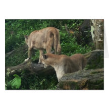 Two Cougars Greeting Card