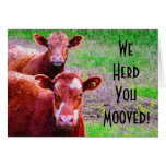 Two Cows  We Herd You Mooved!