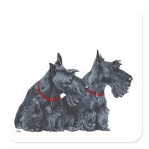 Two Curious Scottish Terriers Sticker