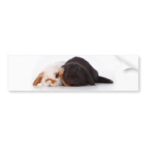 Two cute baby bunnies bumper stickers