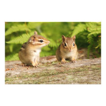 Two Cute Baby Chipmunks Stationery