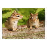 Two Cute Chipmunk Babies Greeting Card