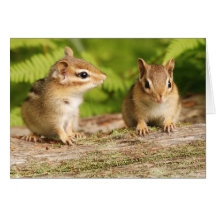 Two Cute Chipmunk Babies Greeting Card