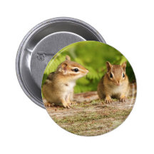 Two Cute Chipmunk Babies Pin