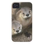 Two Cute River Otters (Lontra canadensis) iPhone 4 Case-Mate Case
