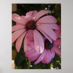 Two Daisies posters