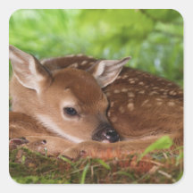 Two day old White-tailed Deer baby, Kentucky. Square Sticker