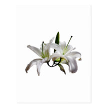 Two Delicate White Lilies Post Card