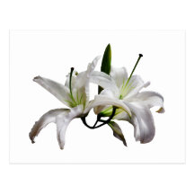 Two Delicate White Lilies Postcards