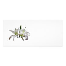 Two Delicate White Lilies Rack Card