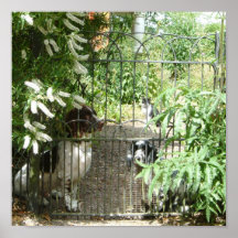 Two Dogs and  a Cat Poster