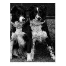 Two Dogs Post Cards