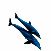 Two Dolphins Swiming at Sea Photo Cut Out