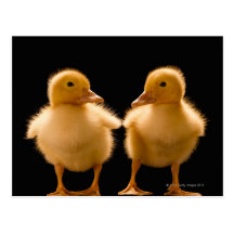 Two ducklings looking at one another post card