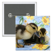 two ducklings one eyeing camera close buttons