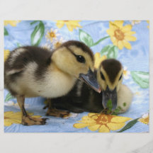 two ducklings one eyeing camera close custom flyer
