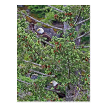 Two Eagles in an Evergreen Tree Postcard