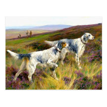 Two English Setters in a Field - Arthur Wardle Post Cards