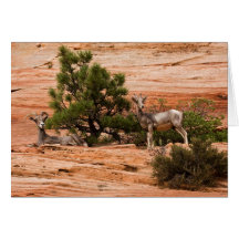 Two Ewes On Red Rocks Cards
