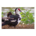 Two Female Muscovy Photograph