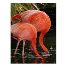 Two flamingoes with heads in the water post cards