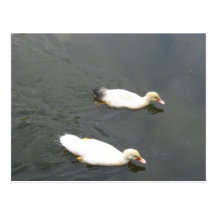 TWO FLUFFY DUCKS! POST CARDS