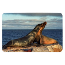 Two fur seals rectangle magnets
