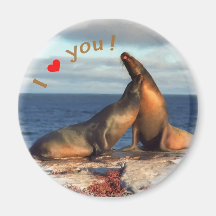 Two fur seals refrigerator magnets