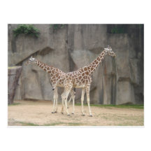 Two Giraffes Postcard