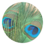 Two Golden Peacock Feather Stickers
