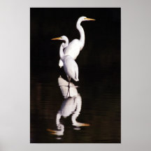 Two Great Egrets Reflecting On The Day Poster